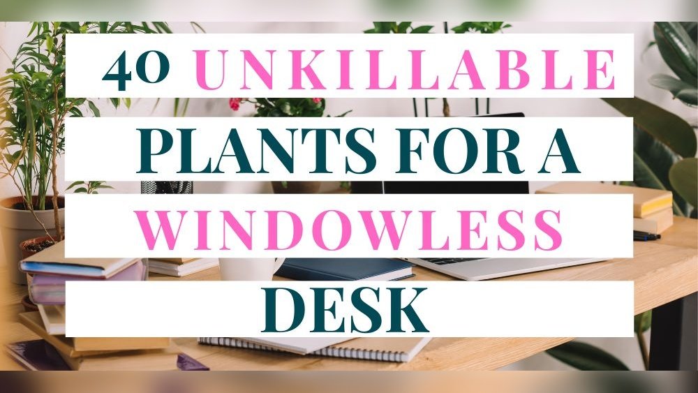 How to Cool down an Office With No Windows