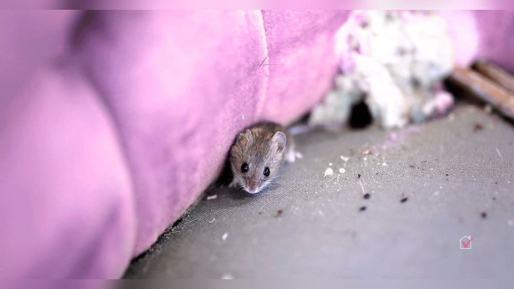 How to Get Rid of Mice in Sofa